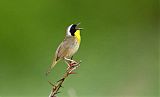 Common Yellowthroatborder=